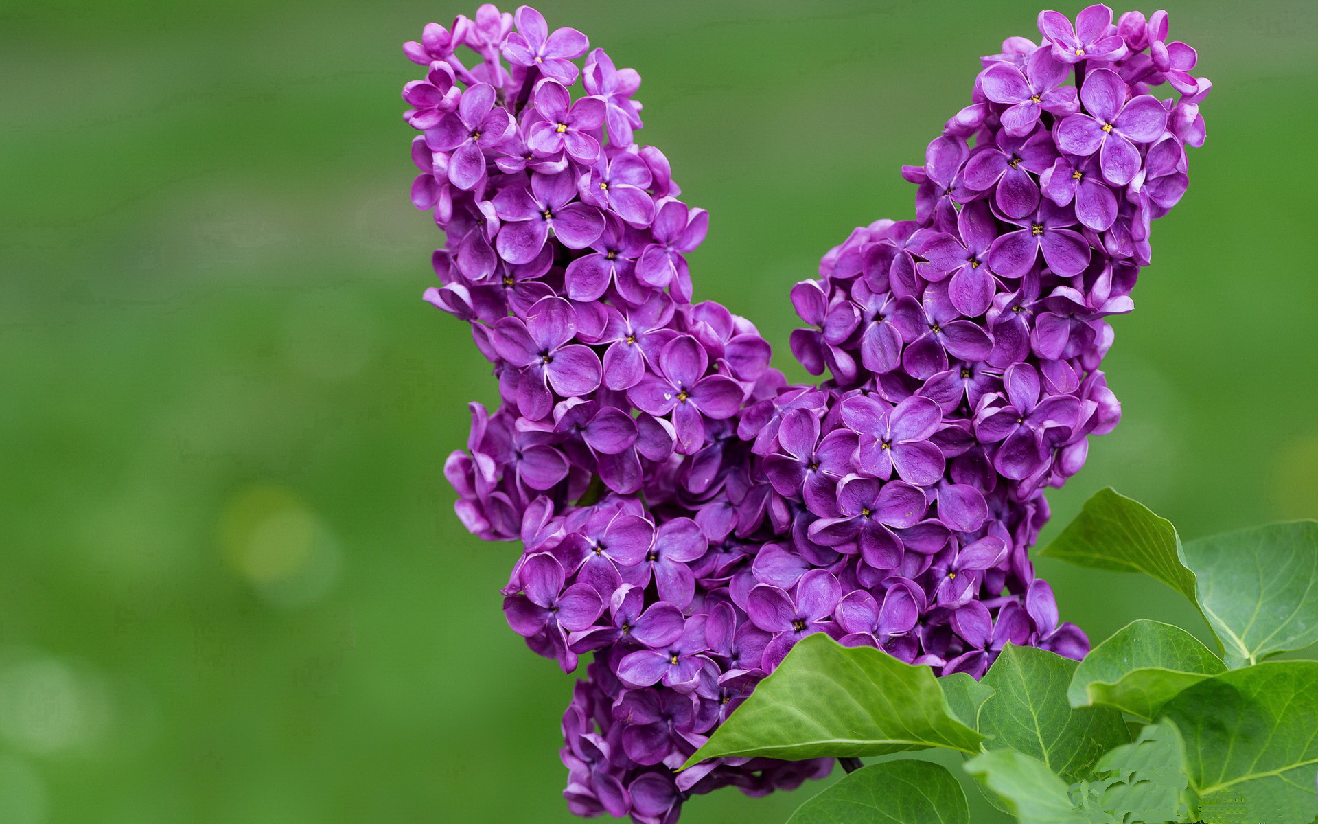 开云体育APP下载-球场上的降维打击,当里昂用战术显微镜肢解那不勒斯,阿劳霍如何成为系统破壁人?