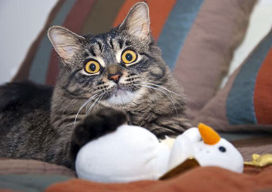 开云-南美旋风席卷法甲,委内瑞拉新星布雷默带队力克雷恩