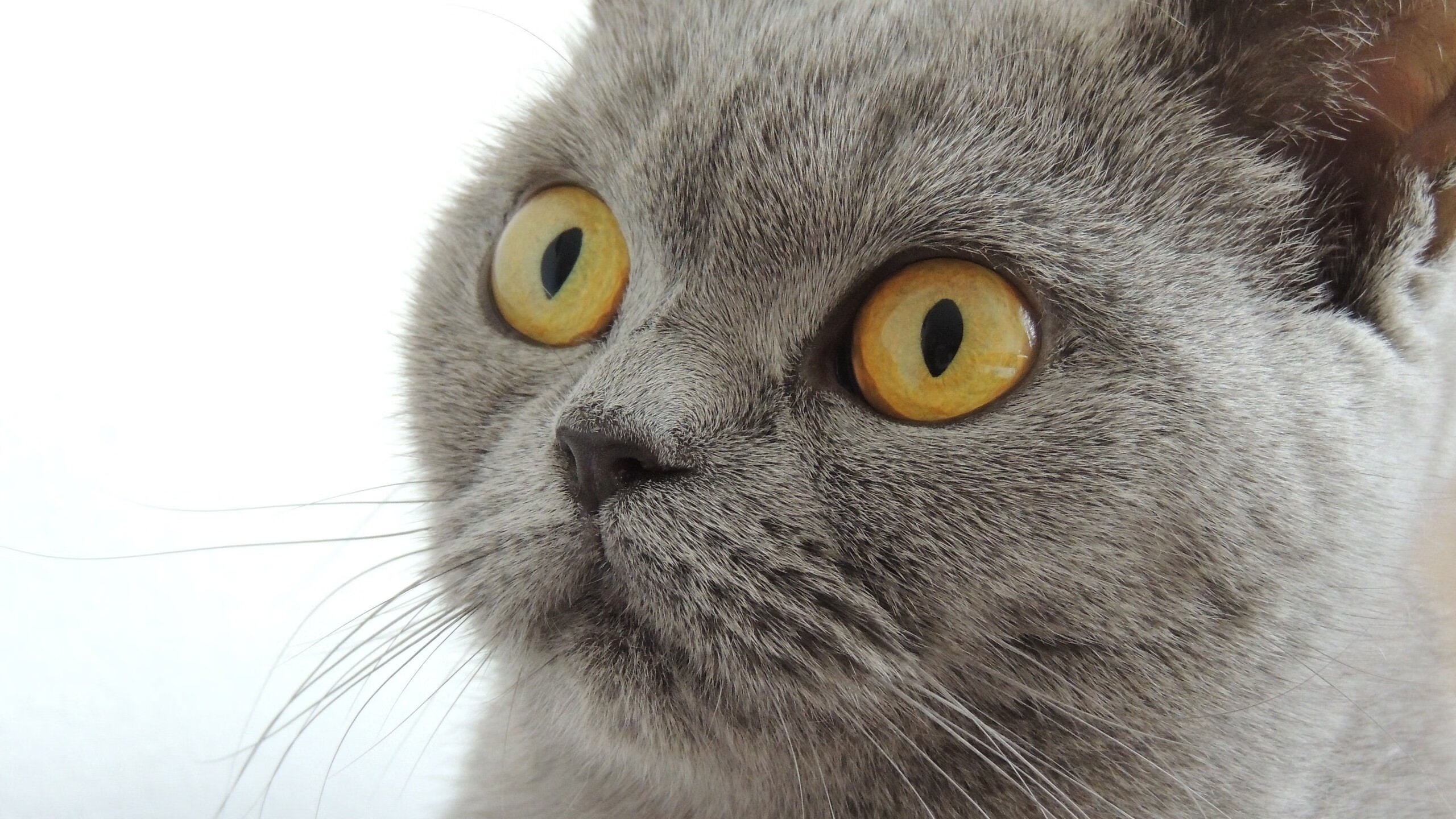 开云下载-火箭对阵骑士,福克斯如穿花蝴蝶,独舞破解铁桶阵