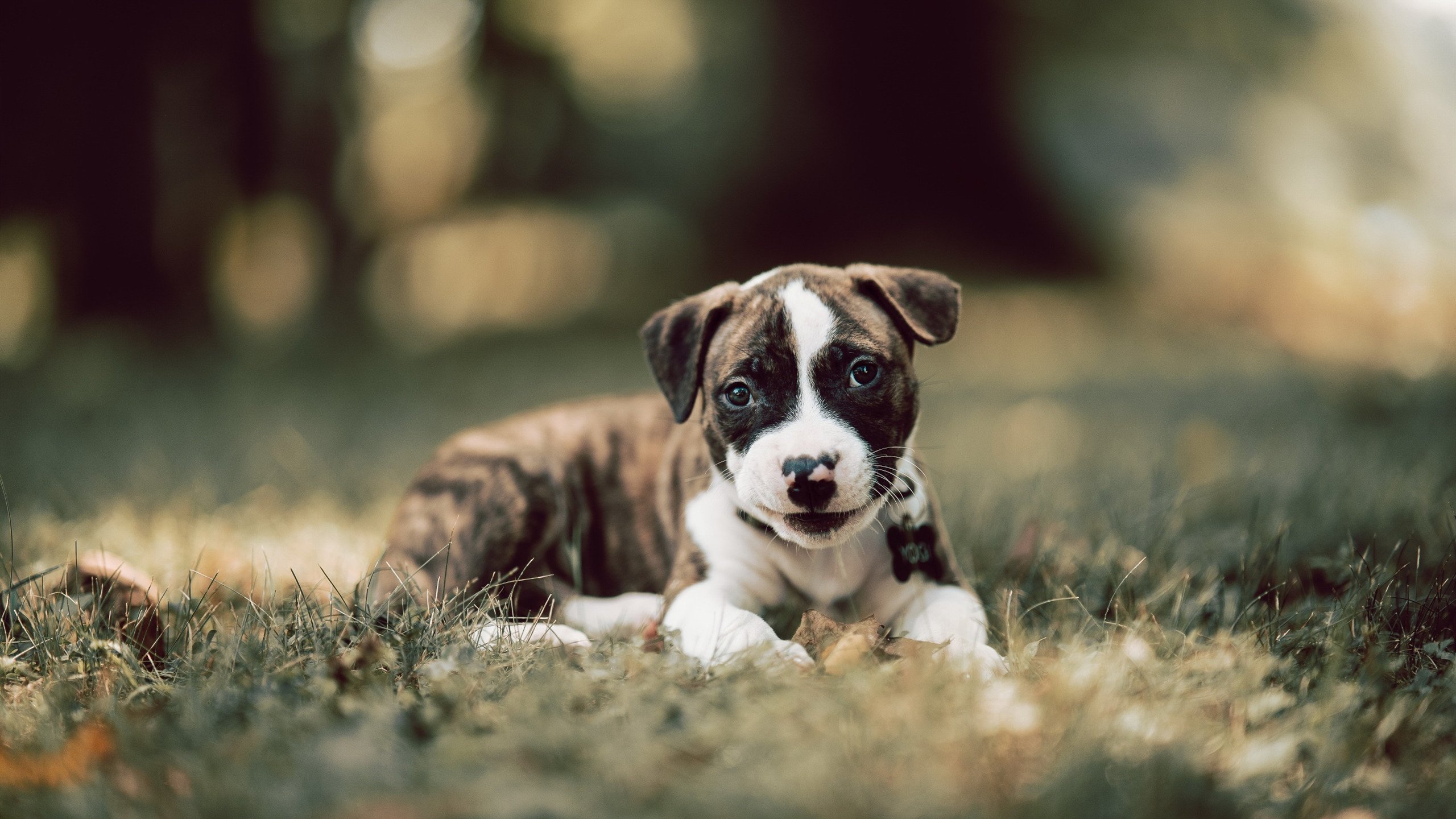 开云APP-伊拉克绝境狂胜，无名中卫一夜封神，德里赫特灵魂附体