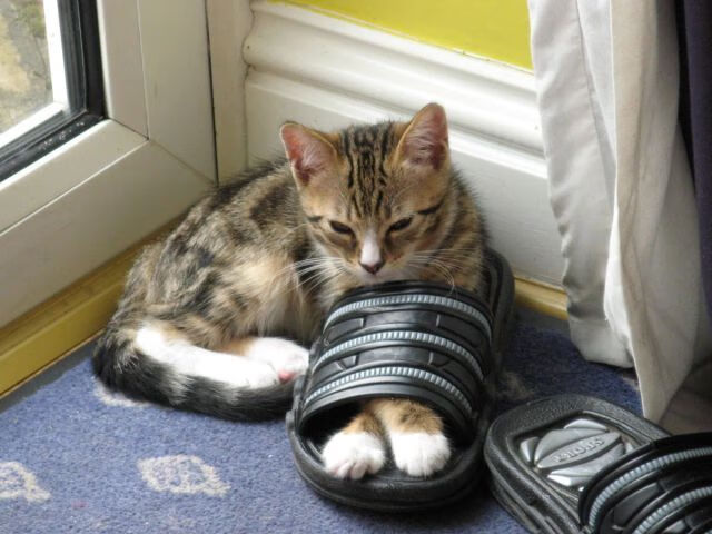 开云体育平台APP-紫禁决战，当东方铁壁淹没达拉斯星辰