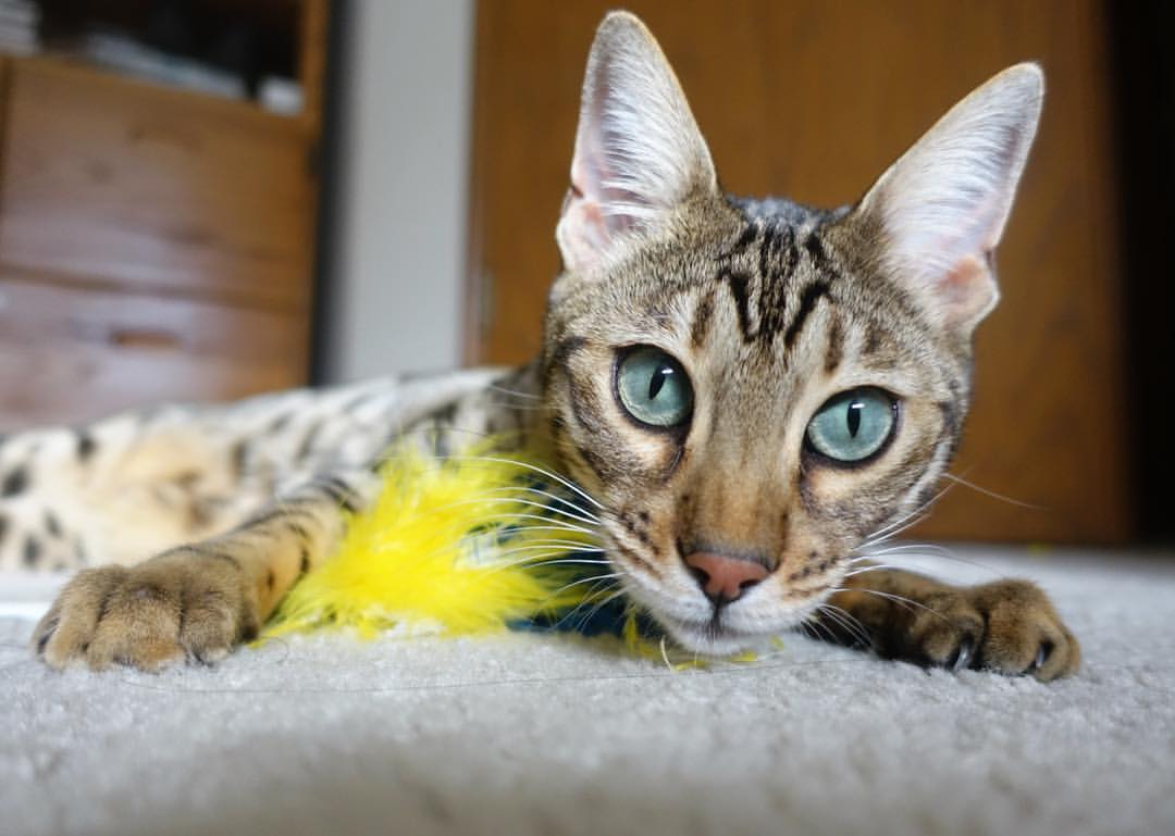 开云体育APP下载-跨越太平洋的墙,当马刺遇上广厦,戈贝尔在东方之夜定义防守艺术