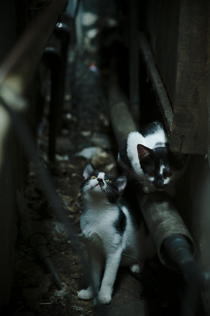 突破冰封防线,弗拉霍维奇的烈焰如何熔化了AC米兰的北欧堡垒