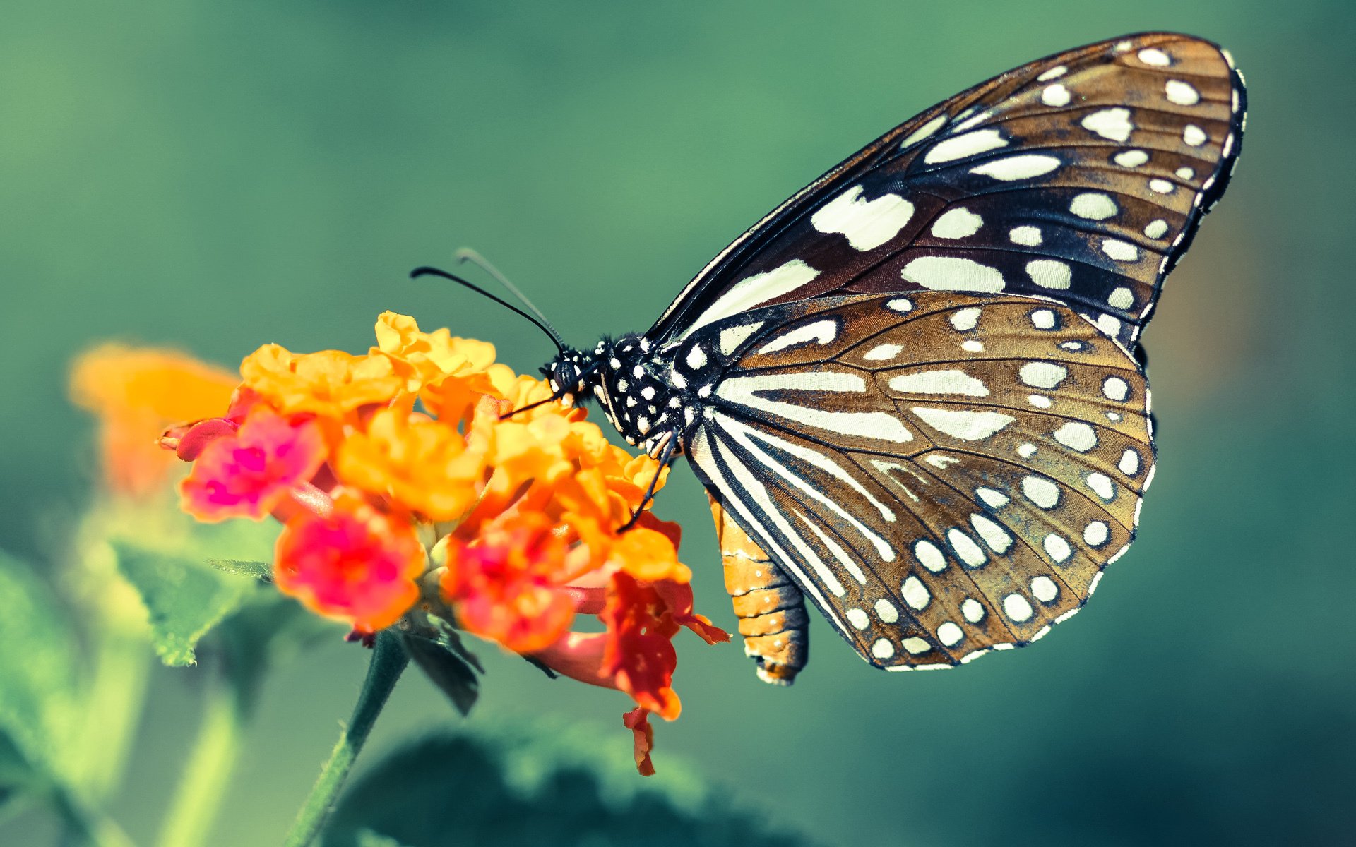 加维闪电两连击引爆圣西罗，米兰半场风暴击沉红狼