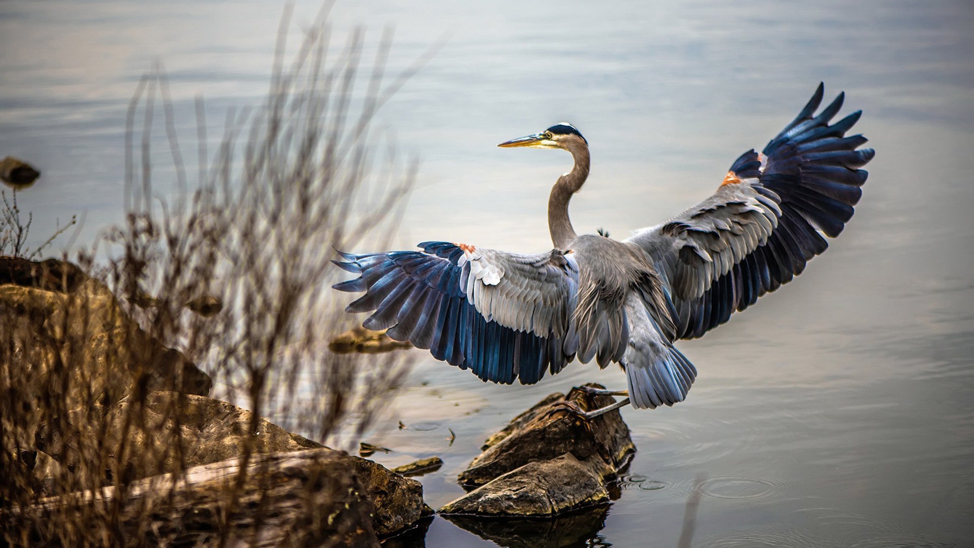 开云-爆发之夜,英格拉姆引领辽宁队击败浙江队