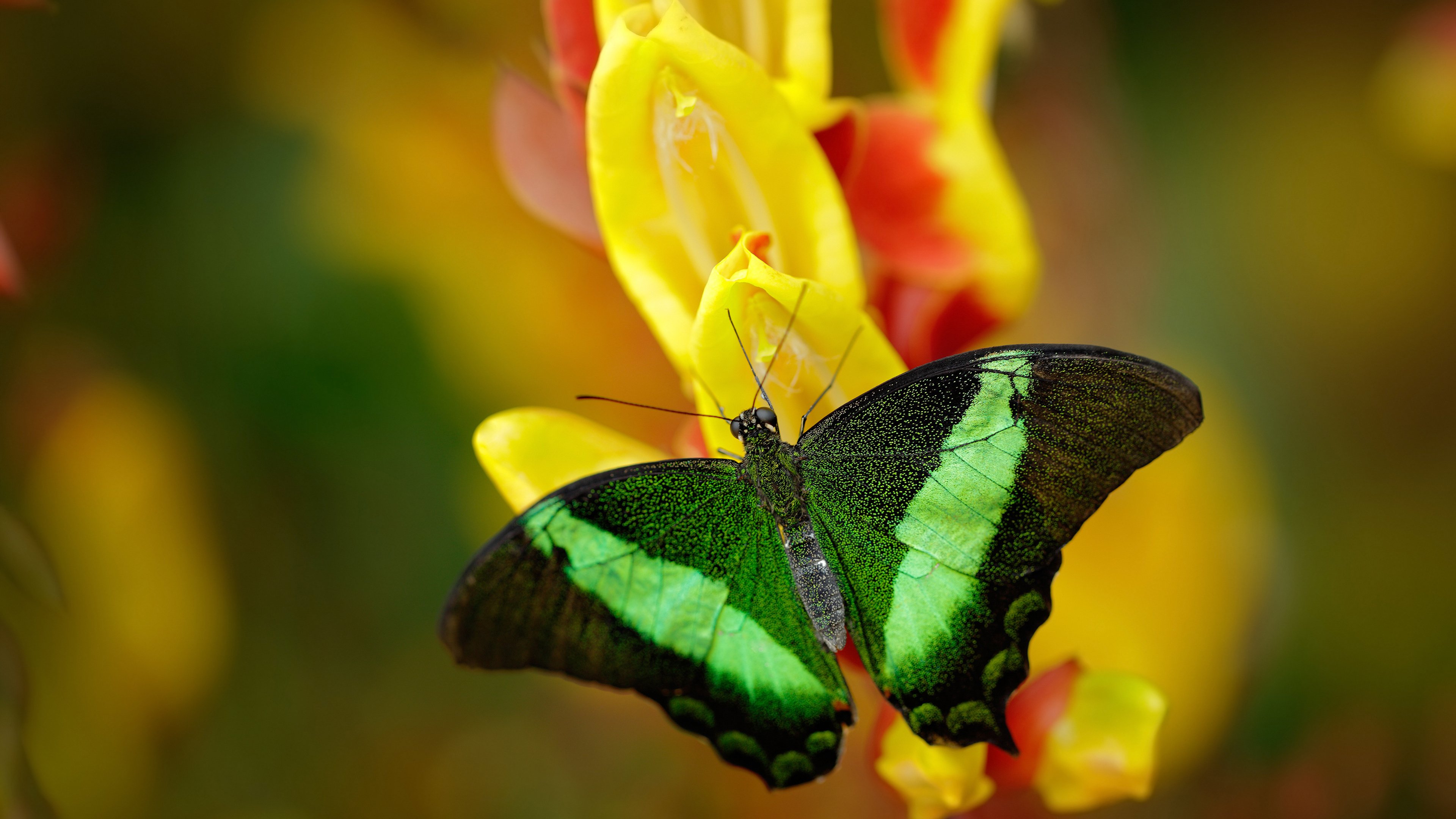 从罪人到英雄,穆勒救赎之战,袋鼠军团撕裂伊比利亚神话