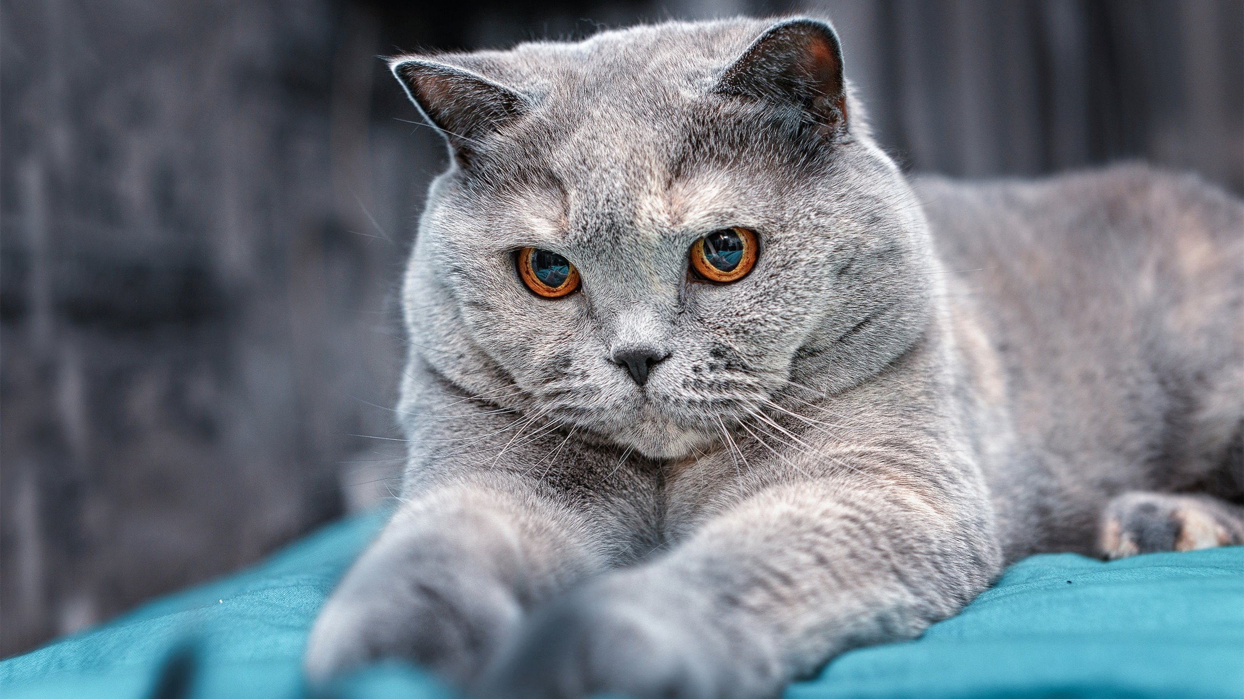 英超争冠焦点战白热化，里昂终结哥伦比亚球星闪耀之夜