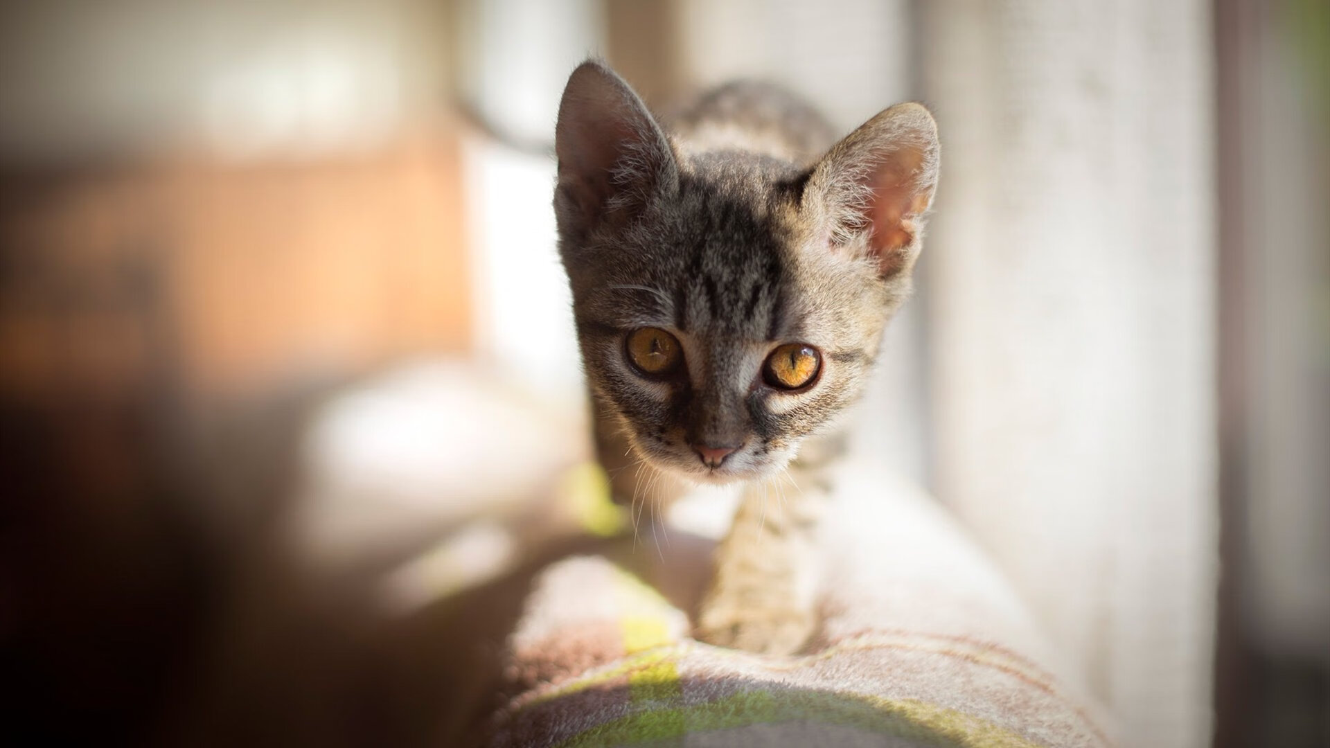 开云体育-青春风暴终遇克星,当凯尔特人邂逅保罗,胜利成为最精确的算术题