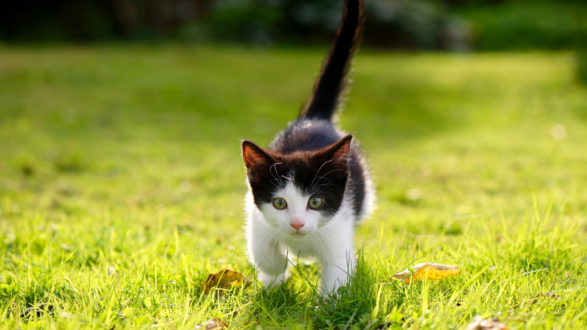 开云体育-当世界杯的能量注入篮球场,篮网强压山西背后的全球体育共振