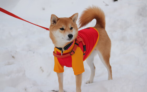 开云体育APP下载-双重征服，绿茵魔术师佩德里与银河战舰皇马的美国攻略