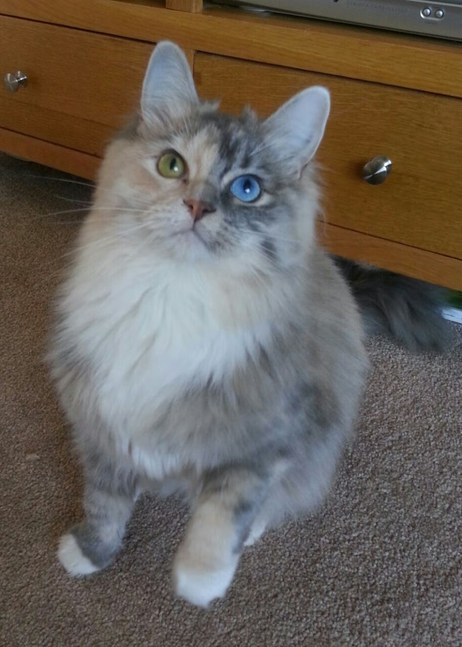 神兵刺穿南大王，铁锁锁死两亿齐飞，萨卡攻防两端统治里昂史诗之战