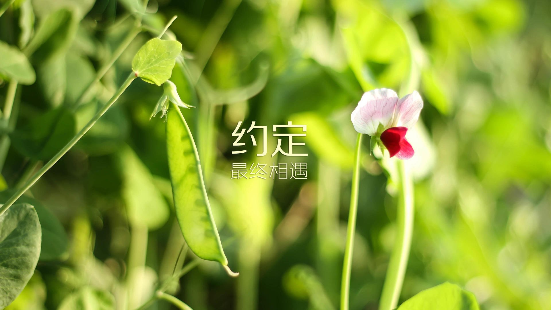 开云官网-教科书级攻防！小贾伦对决双塔打破质疑，尼克斯客场险胜森林狼